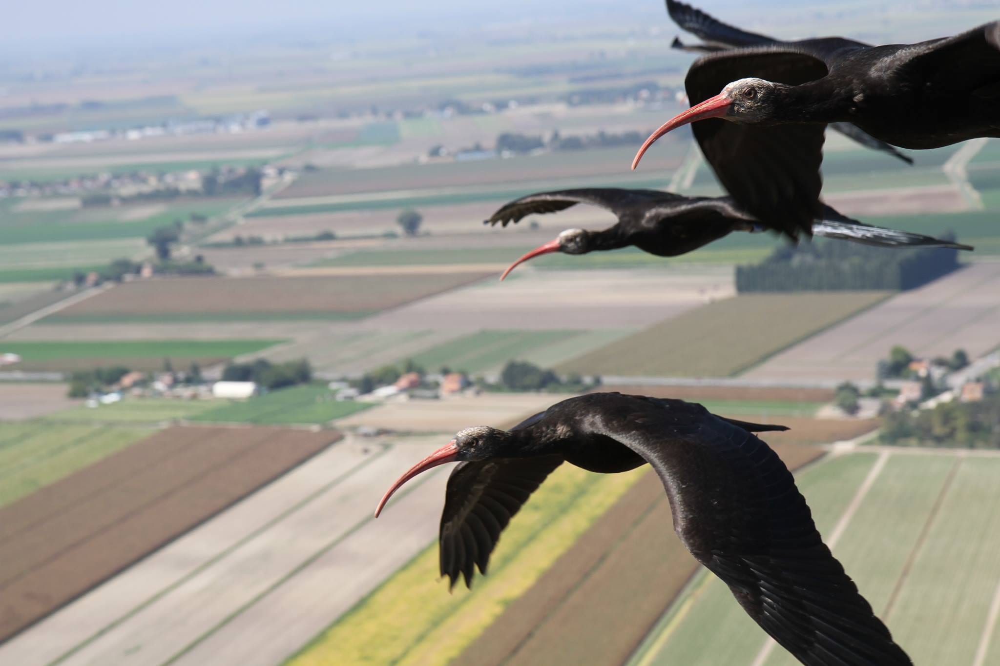 Avvistamento: al Parco Lura compare il rarissimo ibis eremita