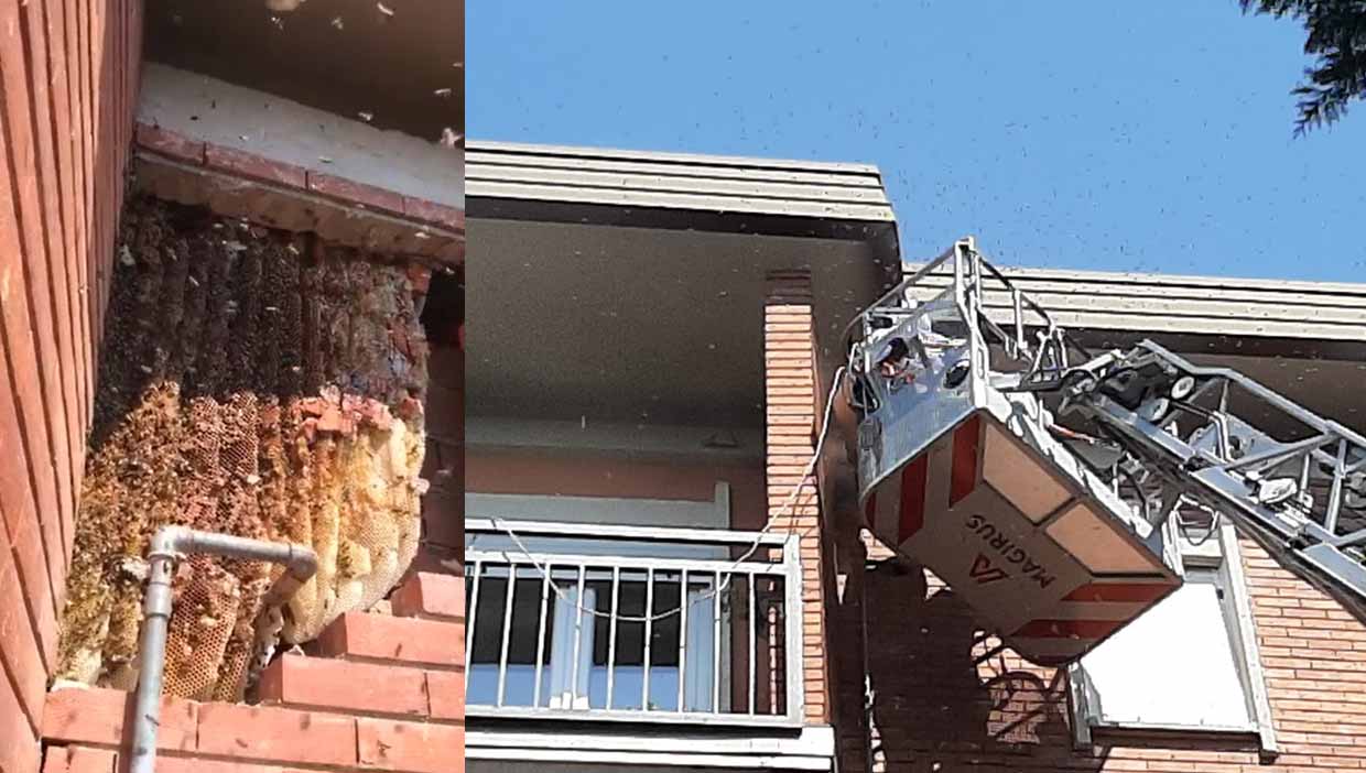 Maxi alveare “dentro il muro”: pompieri liberano condominio e salvano le api