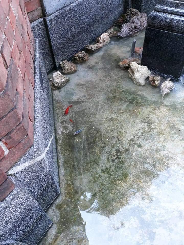 Rovello Porro, furto di pesci rossi dalla vasca del cimitero