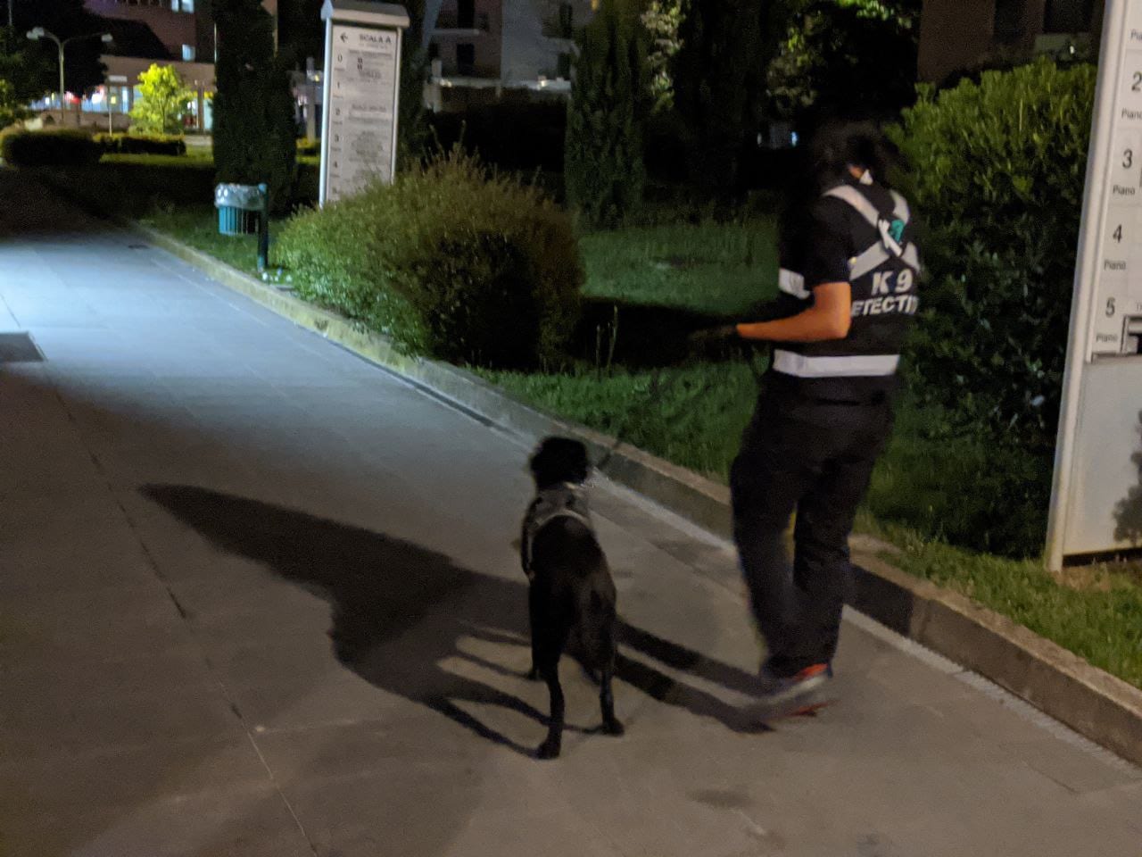 Shane, il cane antidroga torna in azione con la polizia locale di Saronno