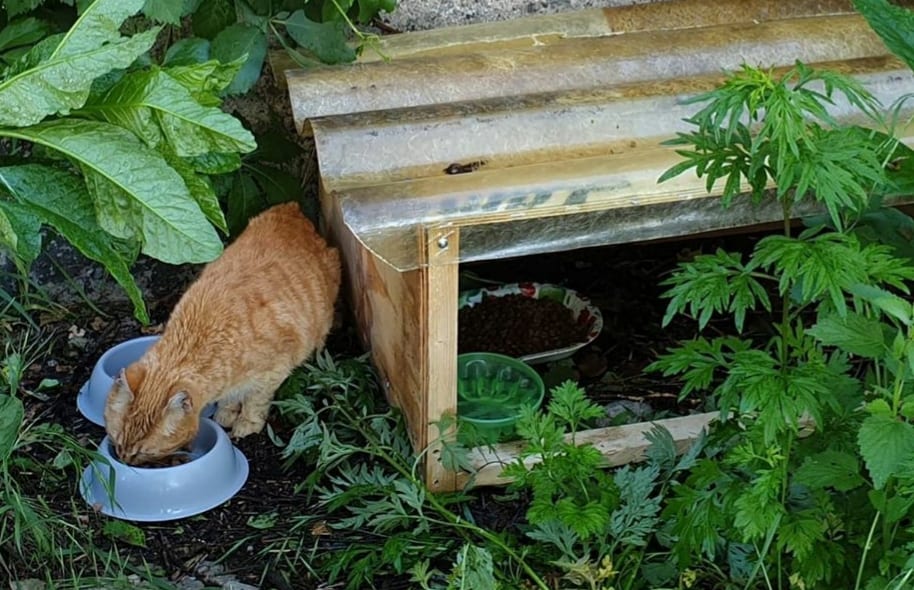Cascina Colombara: i gatti della colonia felina “star” di foto e scorci pittoreschi