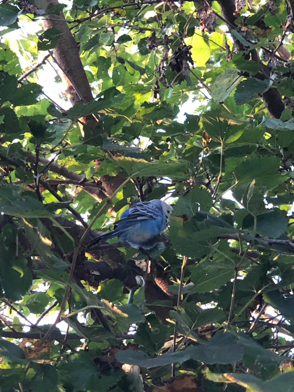 Avvistato un pappagallo al parco del Lura. Foto e video