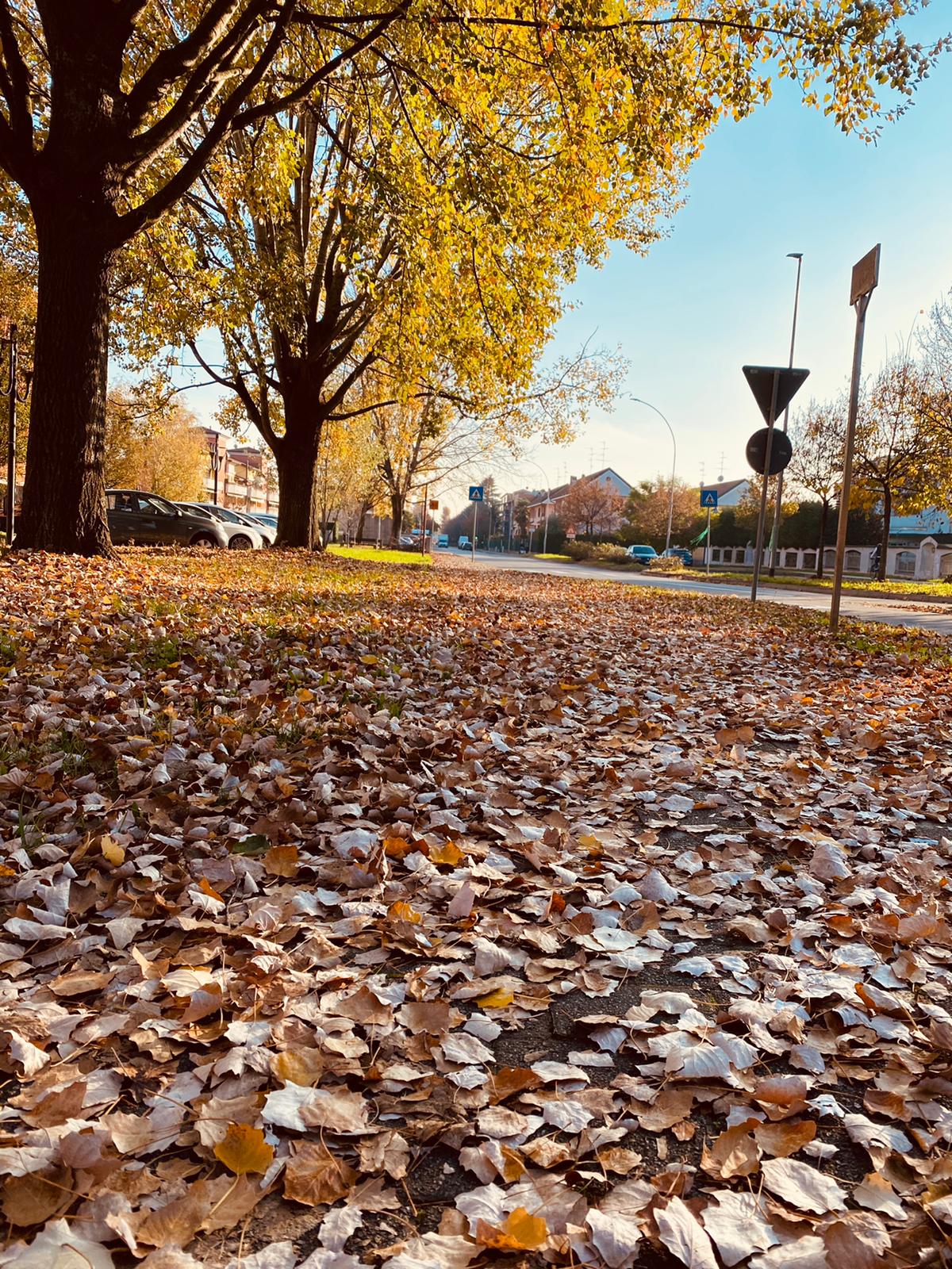 Caronno, Fdi appello all’Amministrazione: “Troppe foglie su strade e marciapiedi”