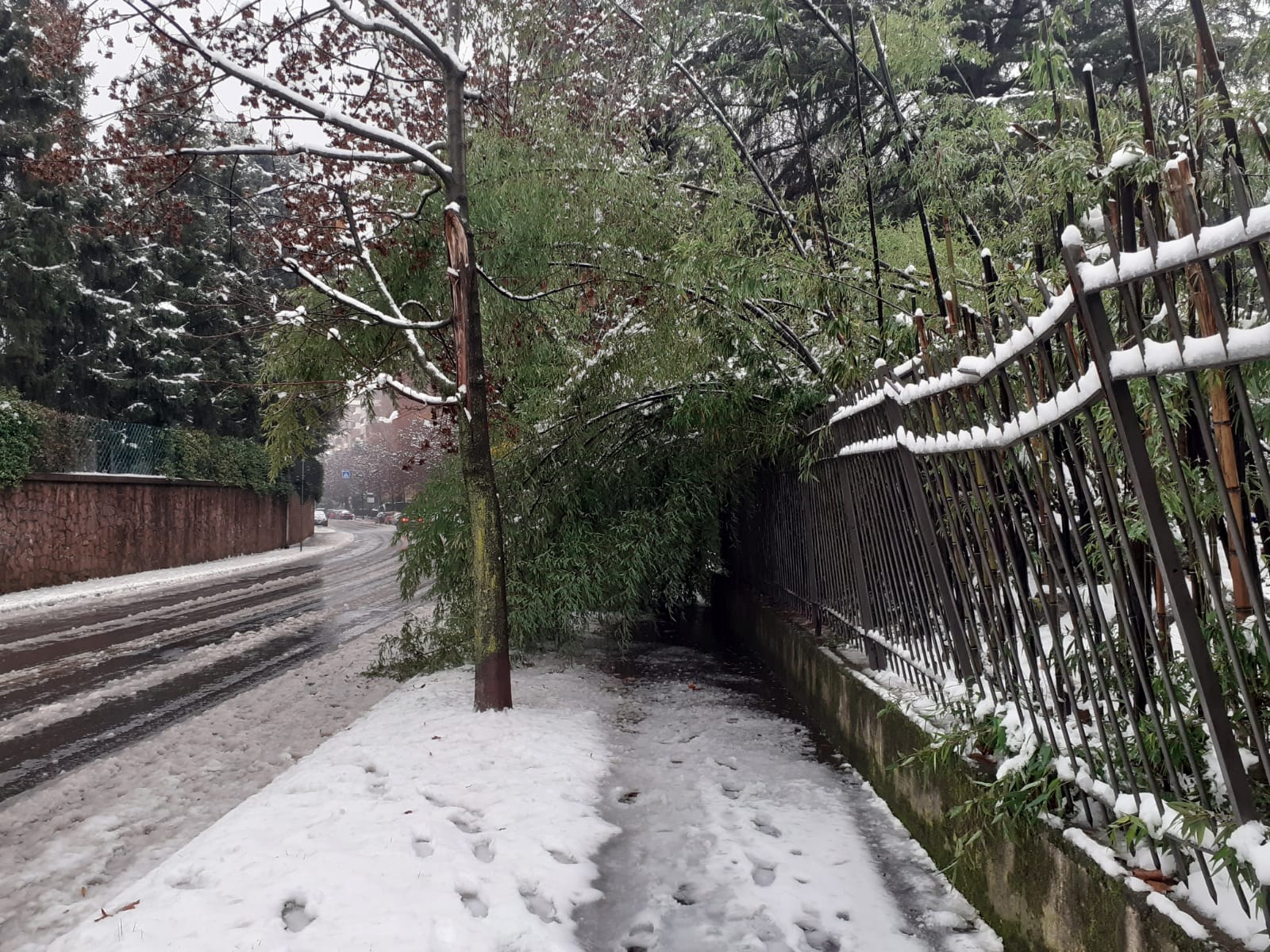 Neve e maltempo: pianta travolge recinzione in viale Prealpi. Due rami caduti in via Frua