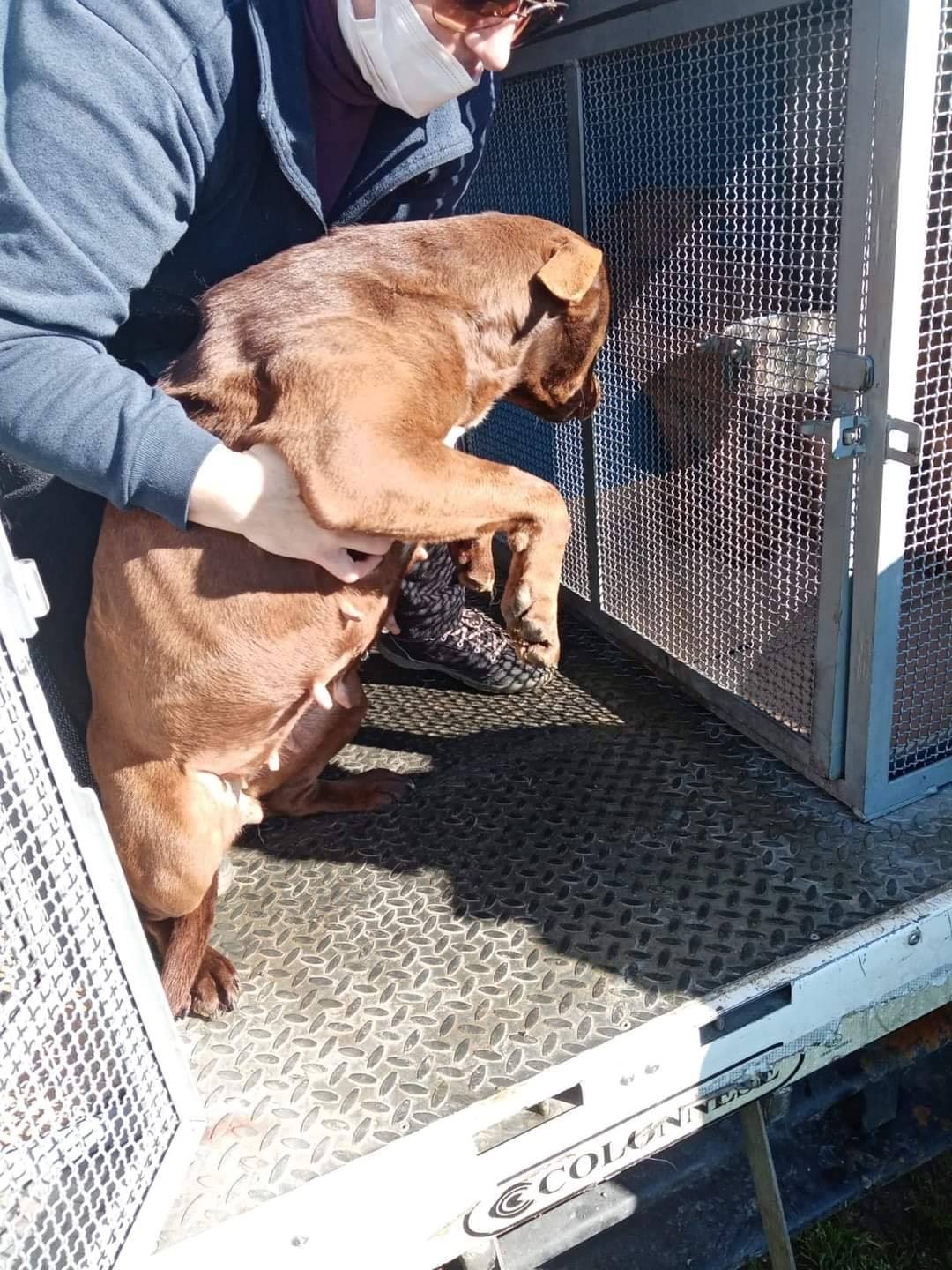 Da Salerno ad Uboldo, il viaggio di 30 cani per una nuova casa