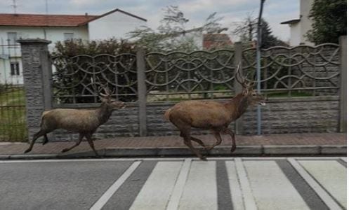 Cervi a zonzo nella centrale via Dante di Rovello Porro, scatta l’allarme