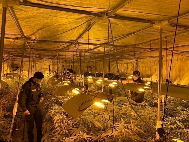 Piantagione “professionale” con 627 piante di marijuana: due arresti