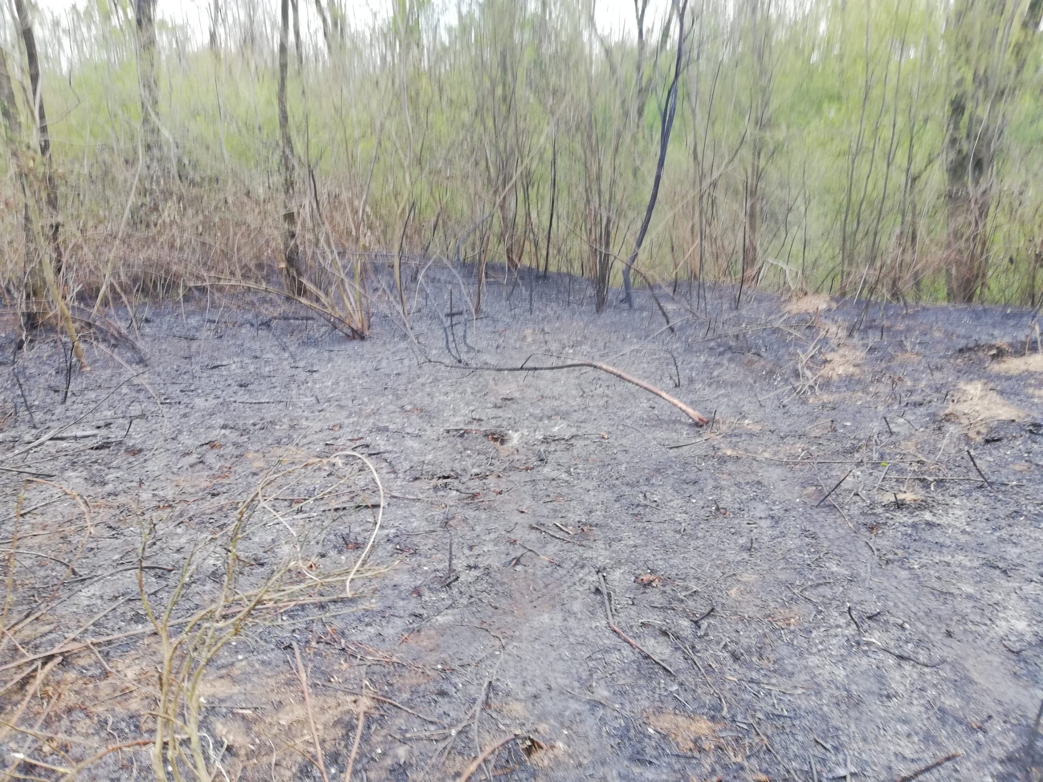 Parco Groane, oggi altro incendio: in fumo 3000 metri quadrati di bosco