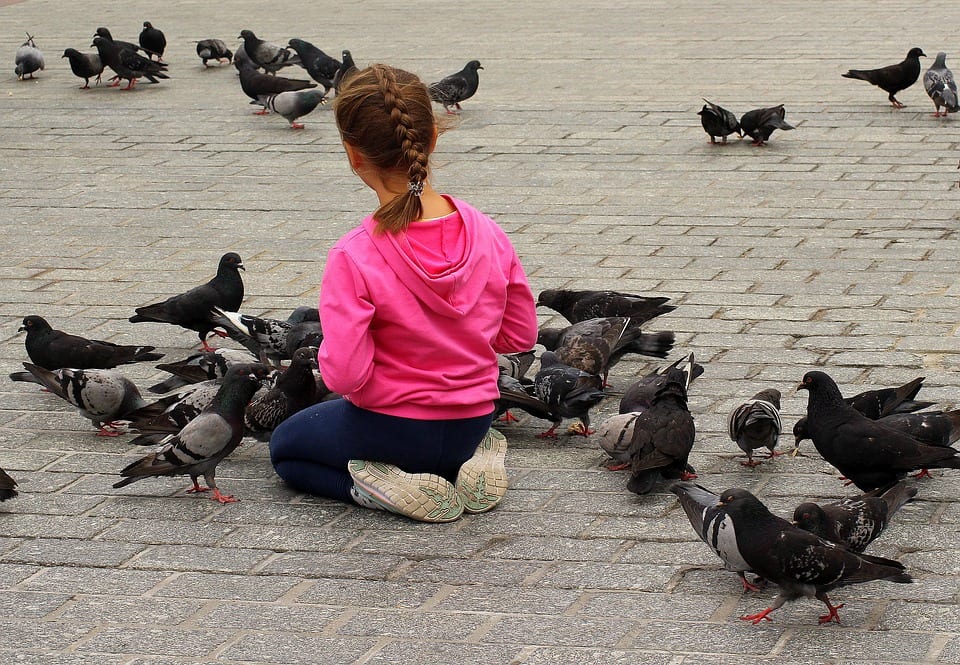 Origgio: vietato nutrire i piccioni. Per i trasgressori arrivano le multe