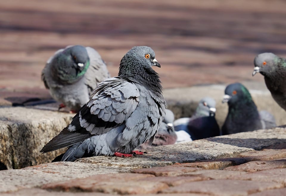 Lombardia: via libera all’abbattimento piccioni “per prevenire danni all’agricoltura”