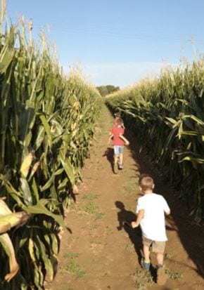 Gita domenicale: appena fuori Saronno c’è il labirinto nel mais