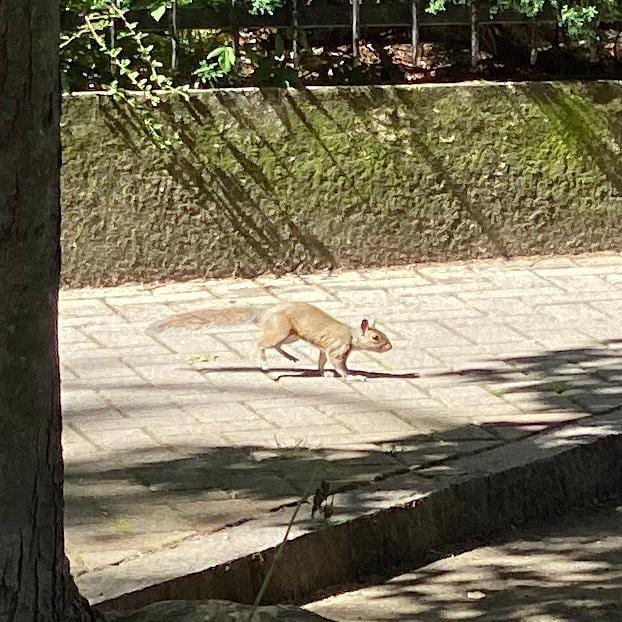 Sorpresa a Saronno: in città sono arrivati gli scoiattoli
