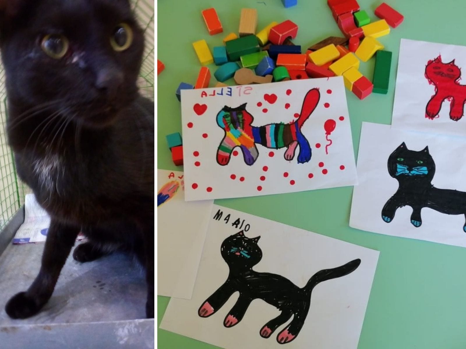 Caronno, il gatto nero Cucciolino diventa la mascotte della scuola dell’infanzia