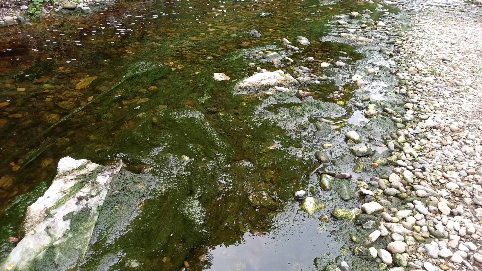 Ambientalisti preoccupati: adesso il torrente Lura s’è riempito di alghe verdi