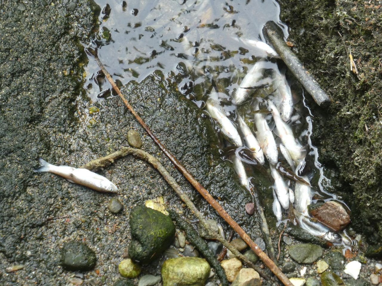 Moria di pesci nel torrente Lura: Arpa apre una inchiesta