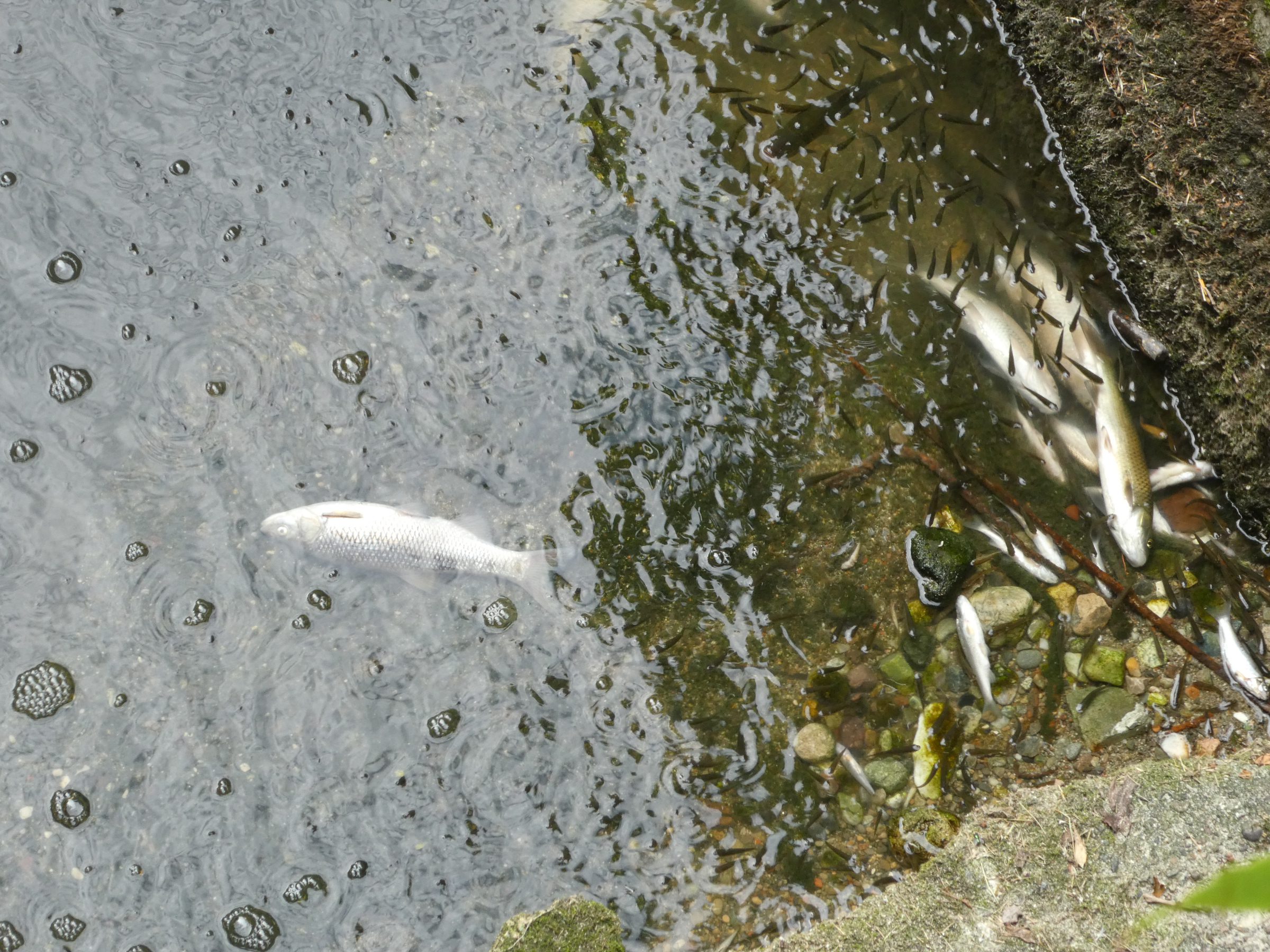Moria di pesci nel Lura: nuove carcasse sotto il ponte di via Tommaseo (foto)