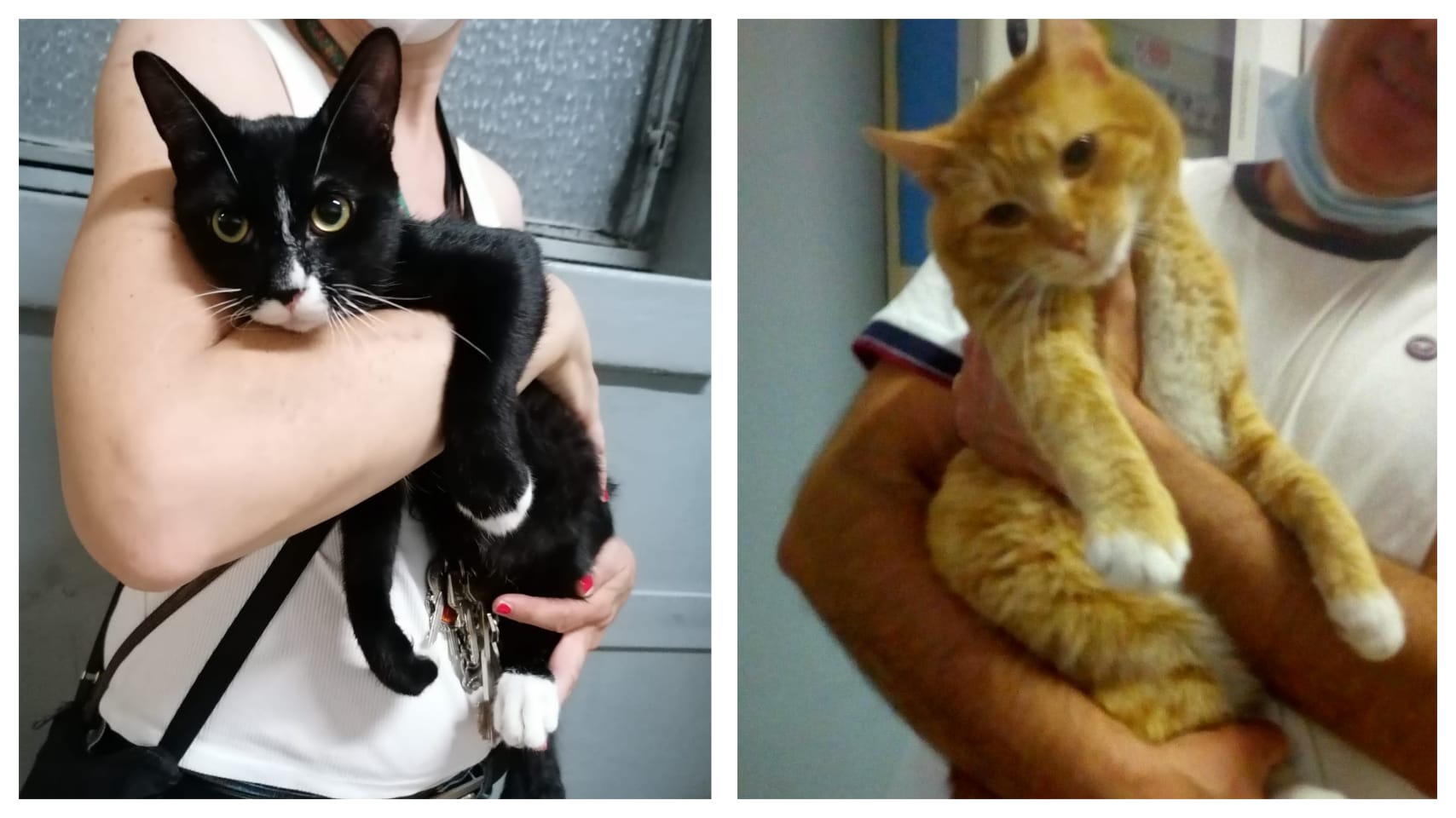 Saronno, due gatti trovati e salvati da Enpa: ora cercano casa