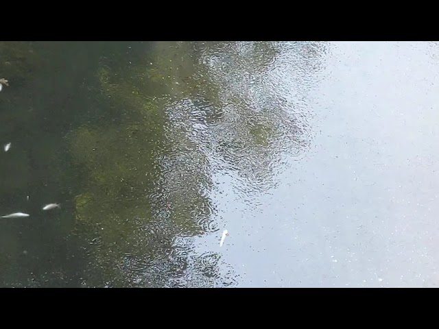 Saronno, moria di pesci nel Lura: puzza tra via Tommaseo e via Reina (foto e video)