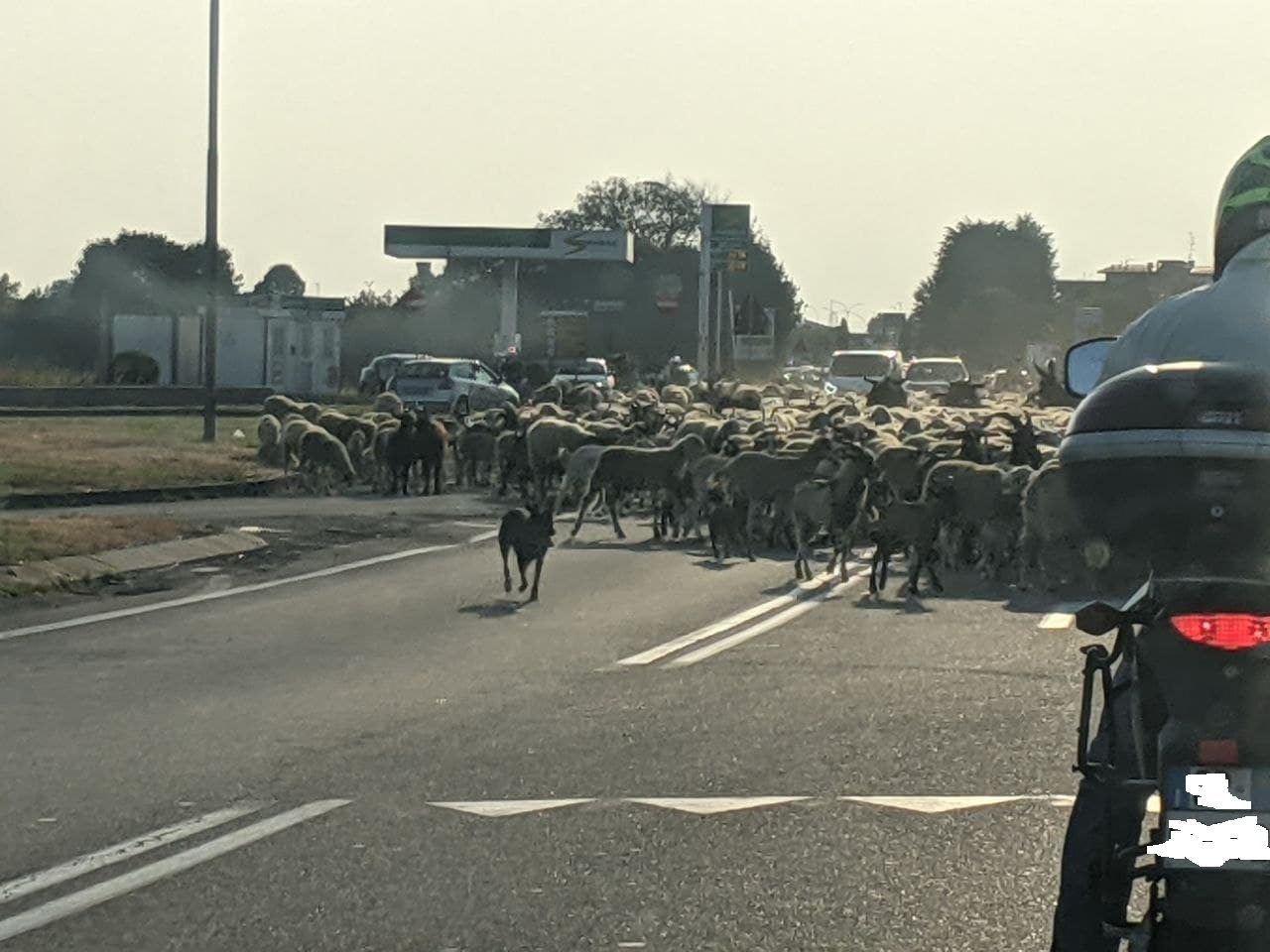 Un migliaio di pecore “bloccano” la Saronno-Monza