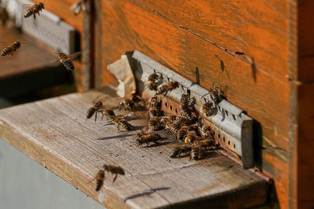 A Gerenzano un corso per diventare apicoltori