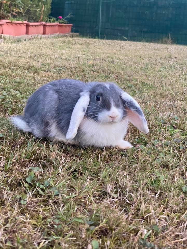 Misinto, trovato e salvato il più bel coniglio del paese