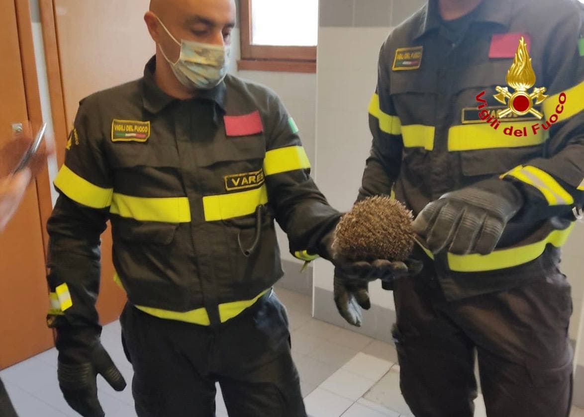 Ieri a Saronno: pompieri salvano riccio curioso, truffa specchietto, il sindaco incontra campione di volo acrobatico