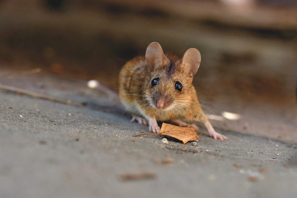 Saronno, invasione di topi in via Volta: “Li vediamo anche “correre” per le scale”