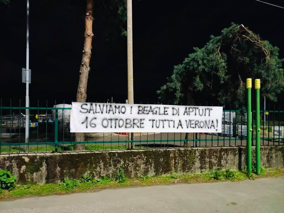 Striscione per salvare i beagle: Saronno lotta con Roma, Milano, Torino, Padova, Venezia e Vicenza