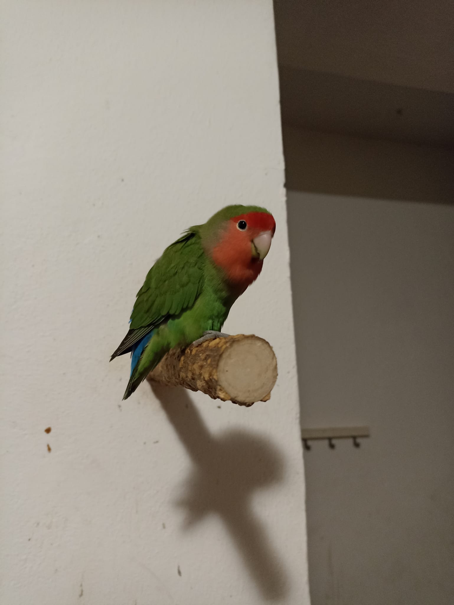 Adottata la pappagallina Mina che aveva trovato rifugio a Uboldo