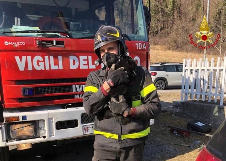 Varese, gatto bloccato nella canna fumaria: salvato dai vigili del fuoco