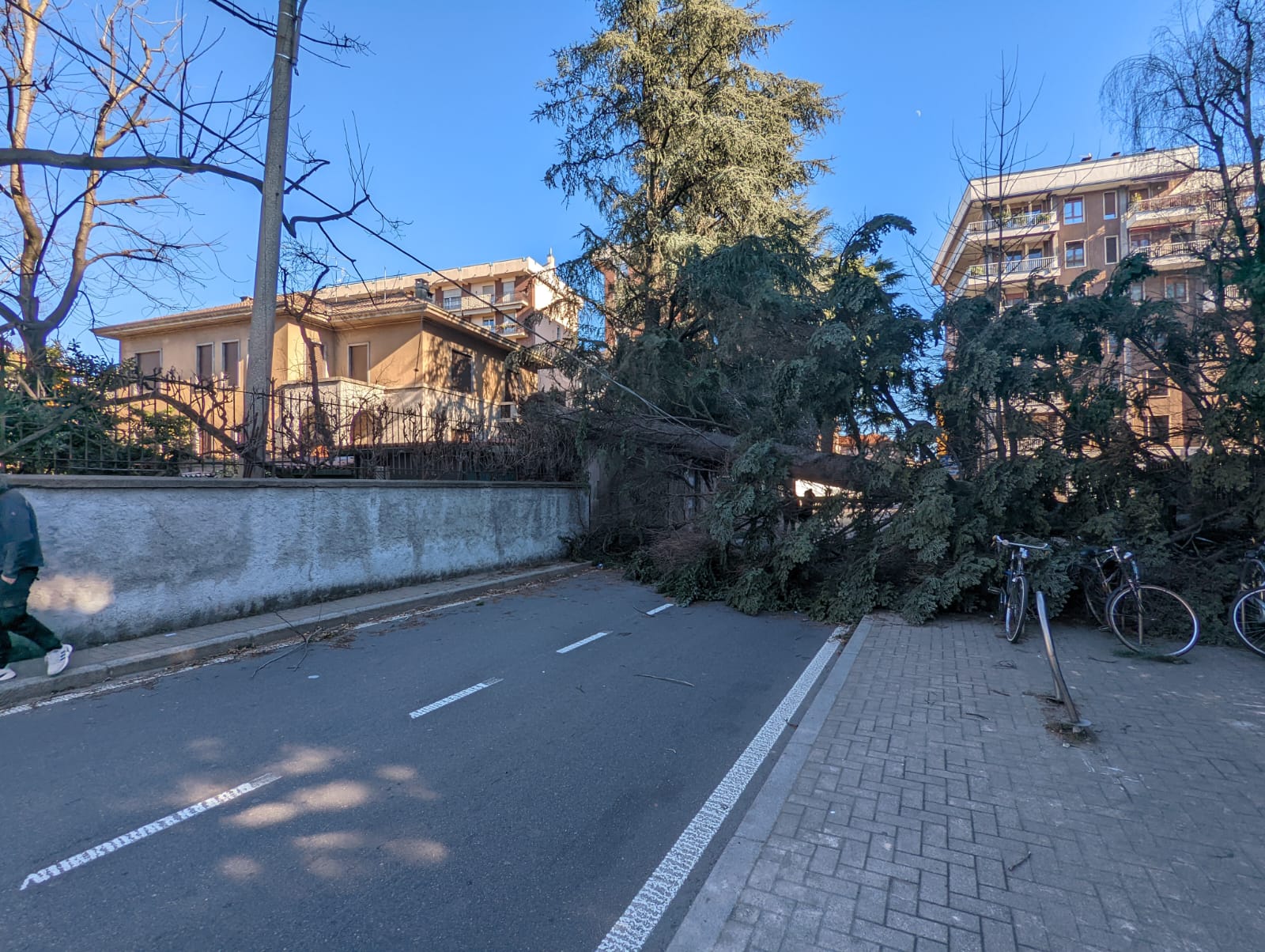 Vento, danni alla linea elettrica per la caduta dell’albero in via Cantore. Strada ancora bloccata