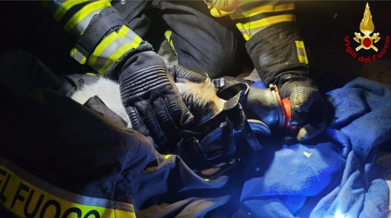 Rovellasca, i pompieri di Lazzate salvano cane dall’incendio
