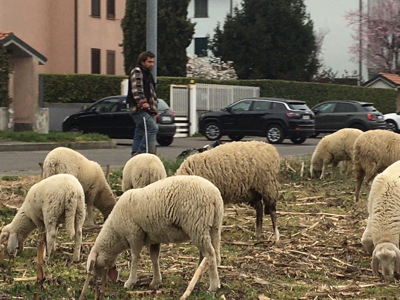 Solaro-Saronno, è tornato il pastore bergamasco Gabriele con il suo gregge di pecore
