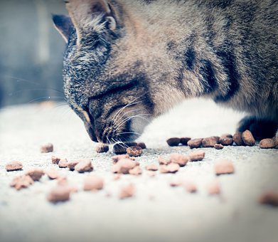 Caronno, 100% animalisti contro le multe del Comune per chi dà cibo ai gatti delle colonie feline