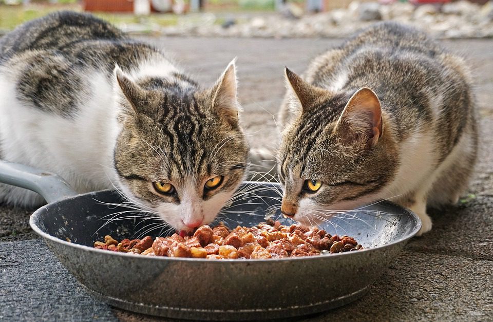 Caronno, Enpa: “Ecco perchè non bisogna dare cibo ai gatti della due colonie”