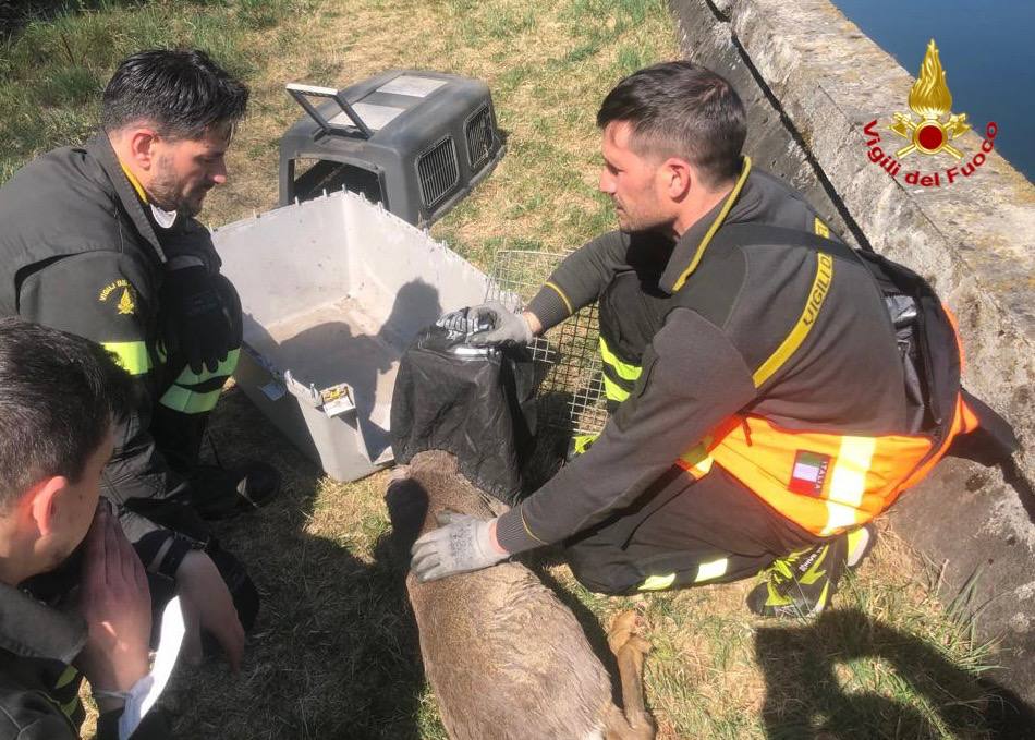 Lonate: cervo nel canale, lo salvano i pompieri