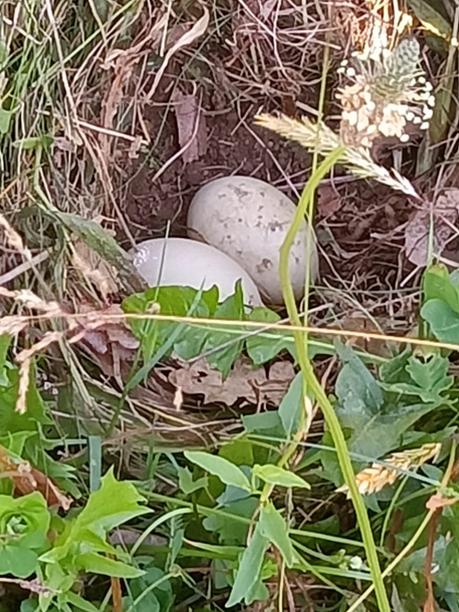 Solaro, mamma anatra sceglie il giardino dell’asilo nido per covare