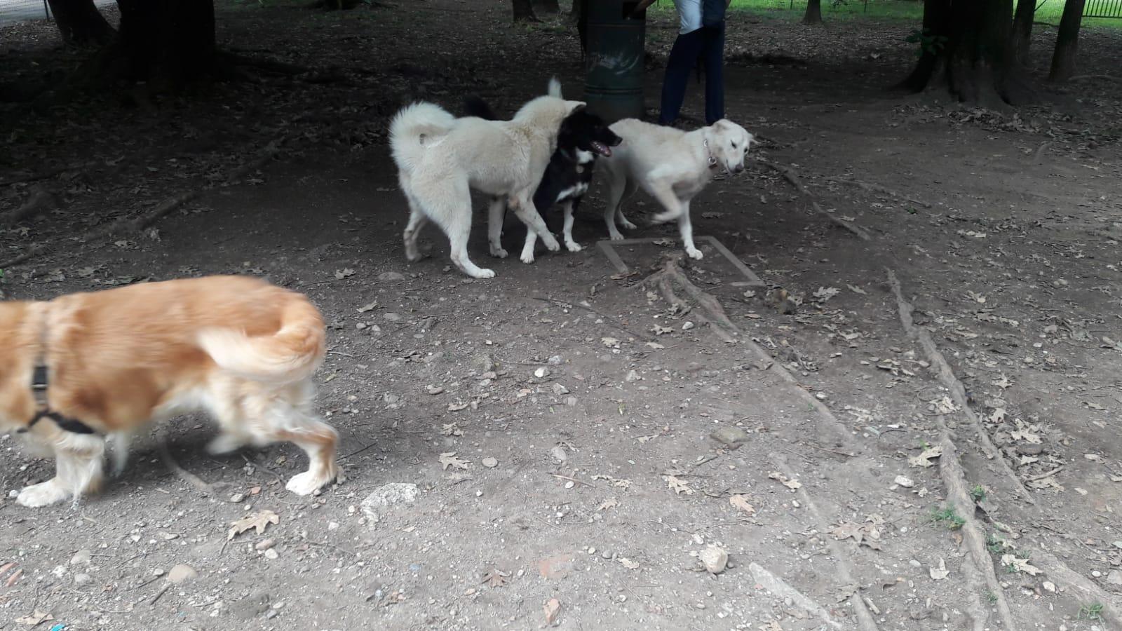 Saronno, un evento per la raccolta fondi per attrezzare l’area cani di via Toti