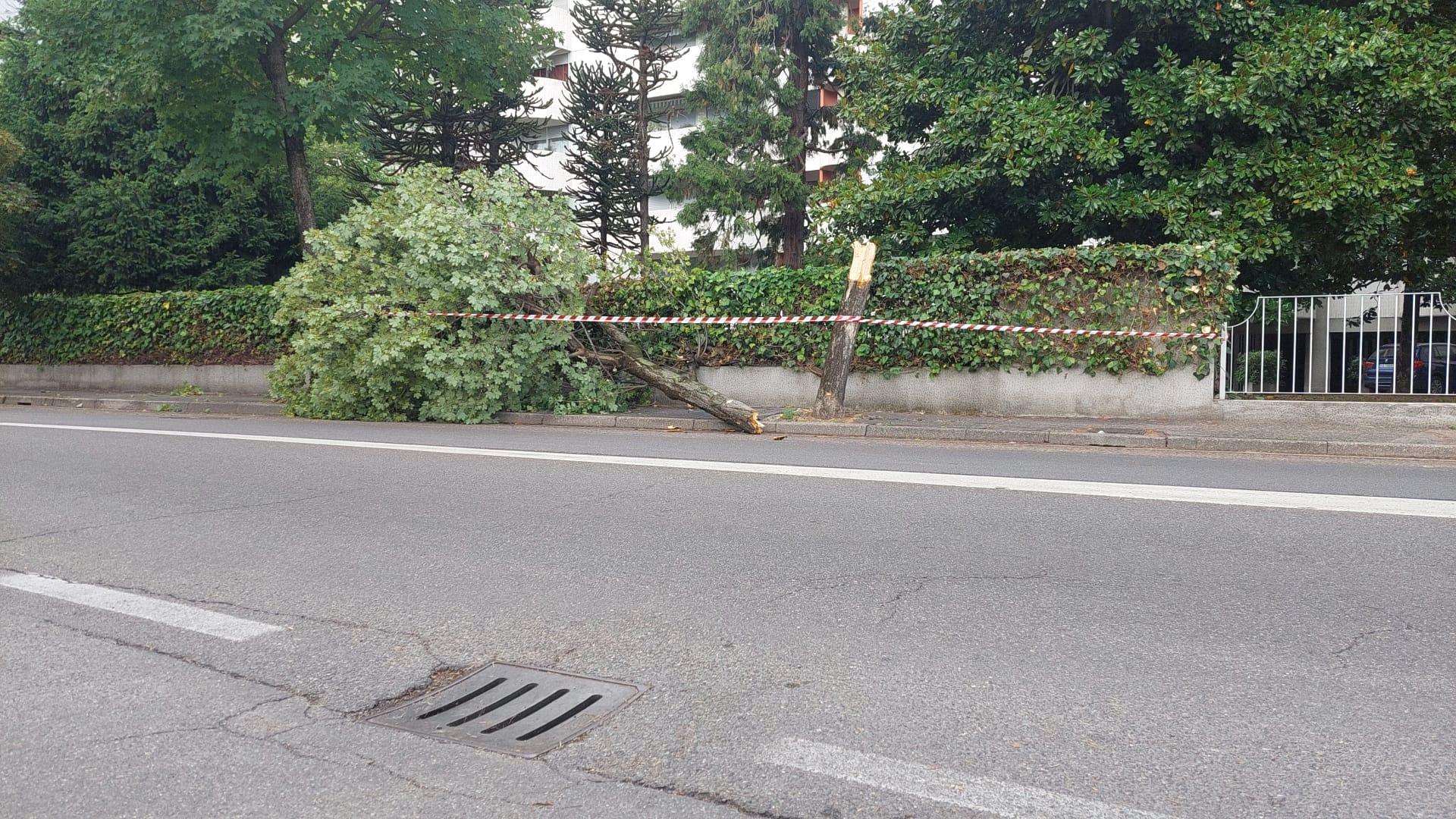 Saronno spazzata dal vento: alberi caduti e due auto danneggiate