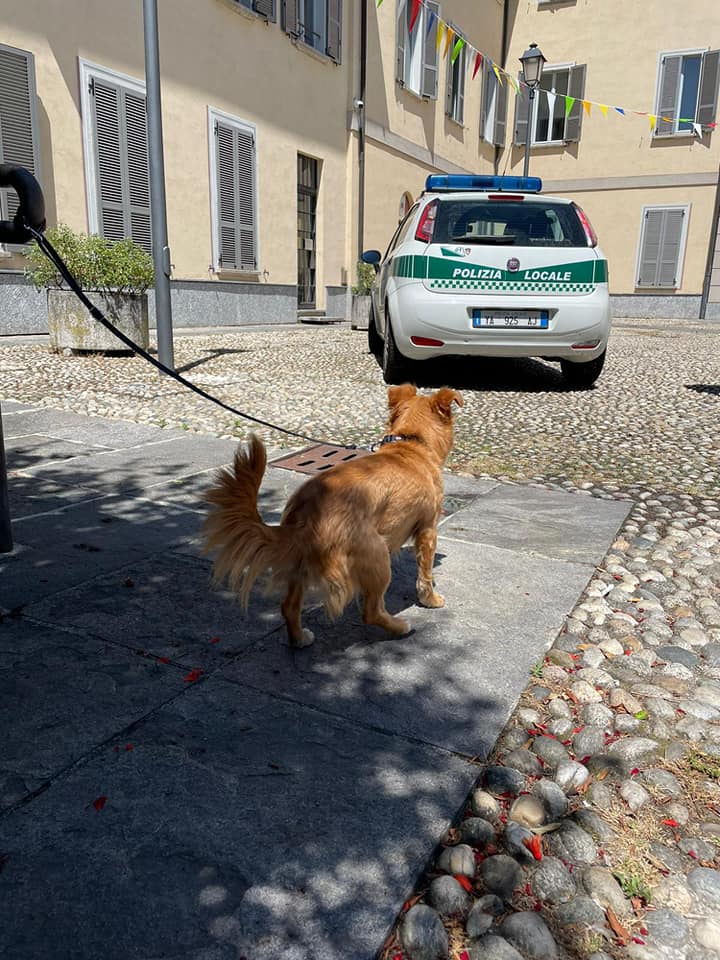 Vigili recuperano cane a Ceriano: di chi è?