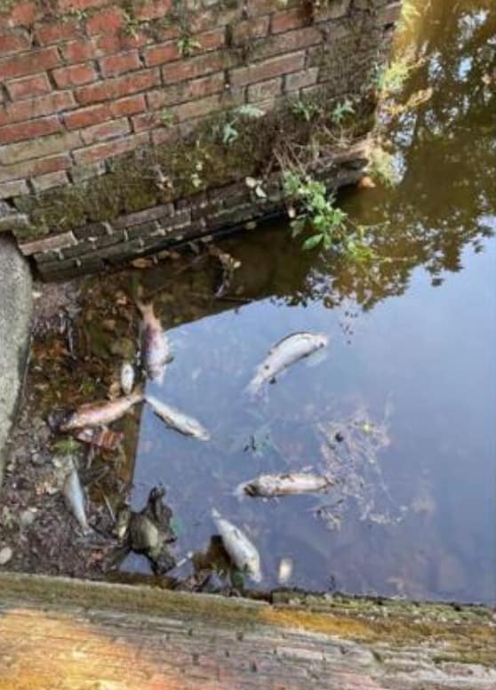 Gerenzano: moria di pesci nel fontanile San Giacomo