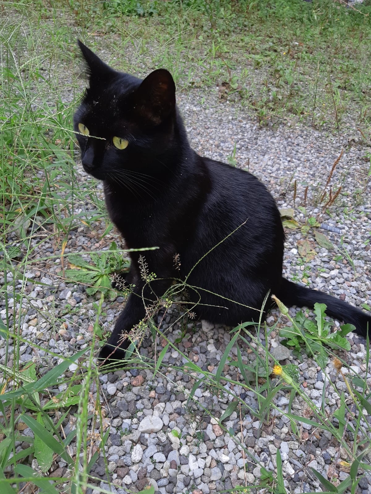 Saronno, scomparsa la gatta Rosario: l’appello dei proprietari
