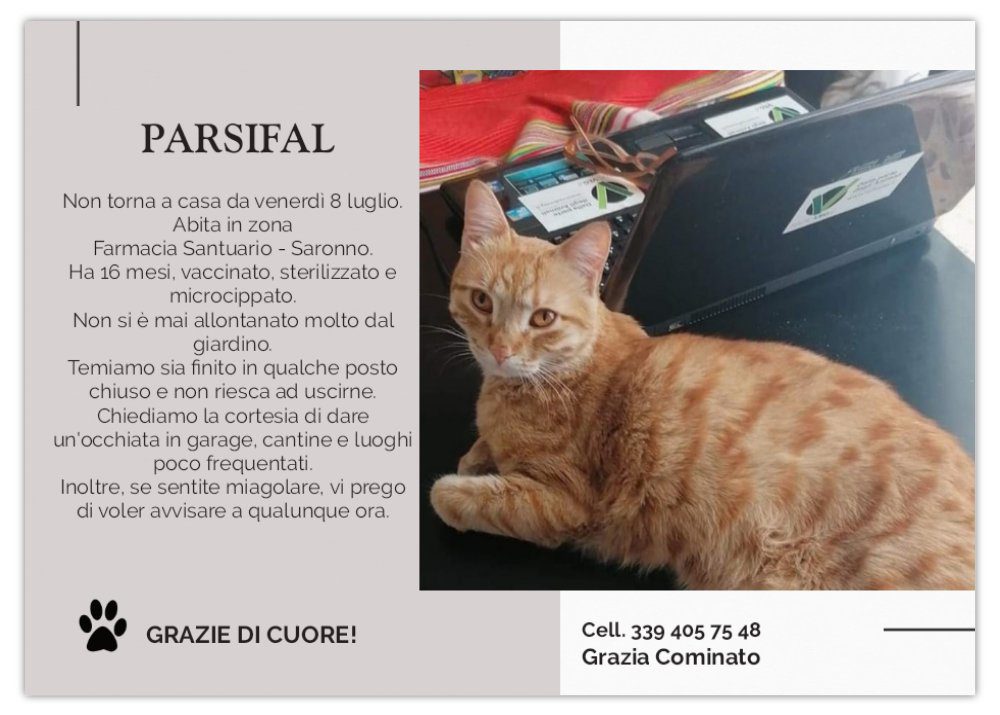 Saronno, è stato ritrovato il gatto Parsifal