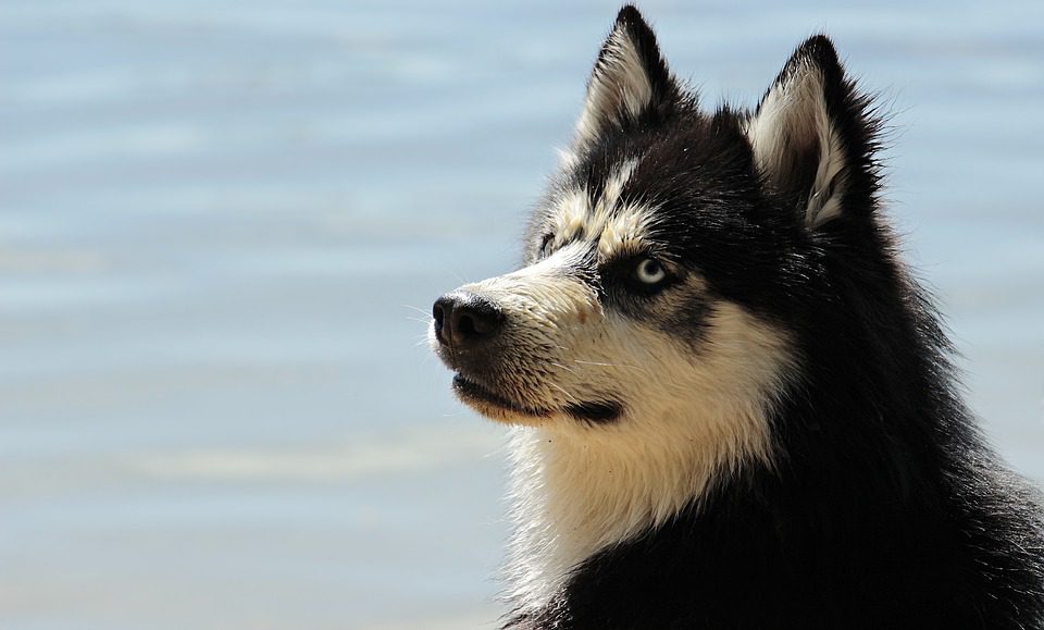 Traumi e piccole ferite per i cani,<br>ecco come trattarle in modo efficace<br>e naturale