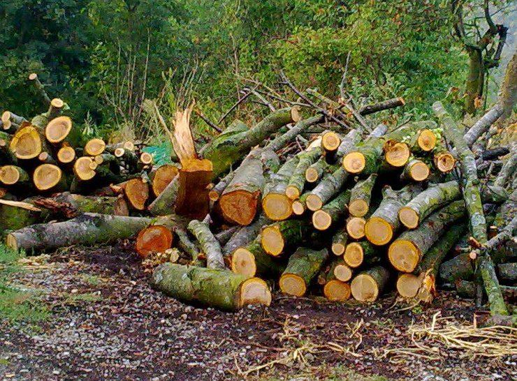 Parco Groane concede piccoli lotti boschivi per legna da ardere