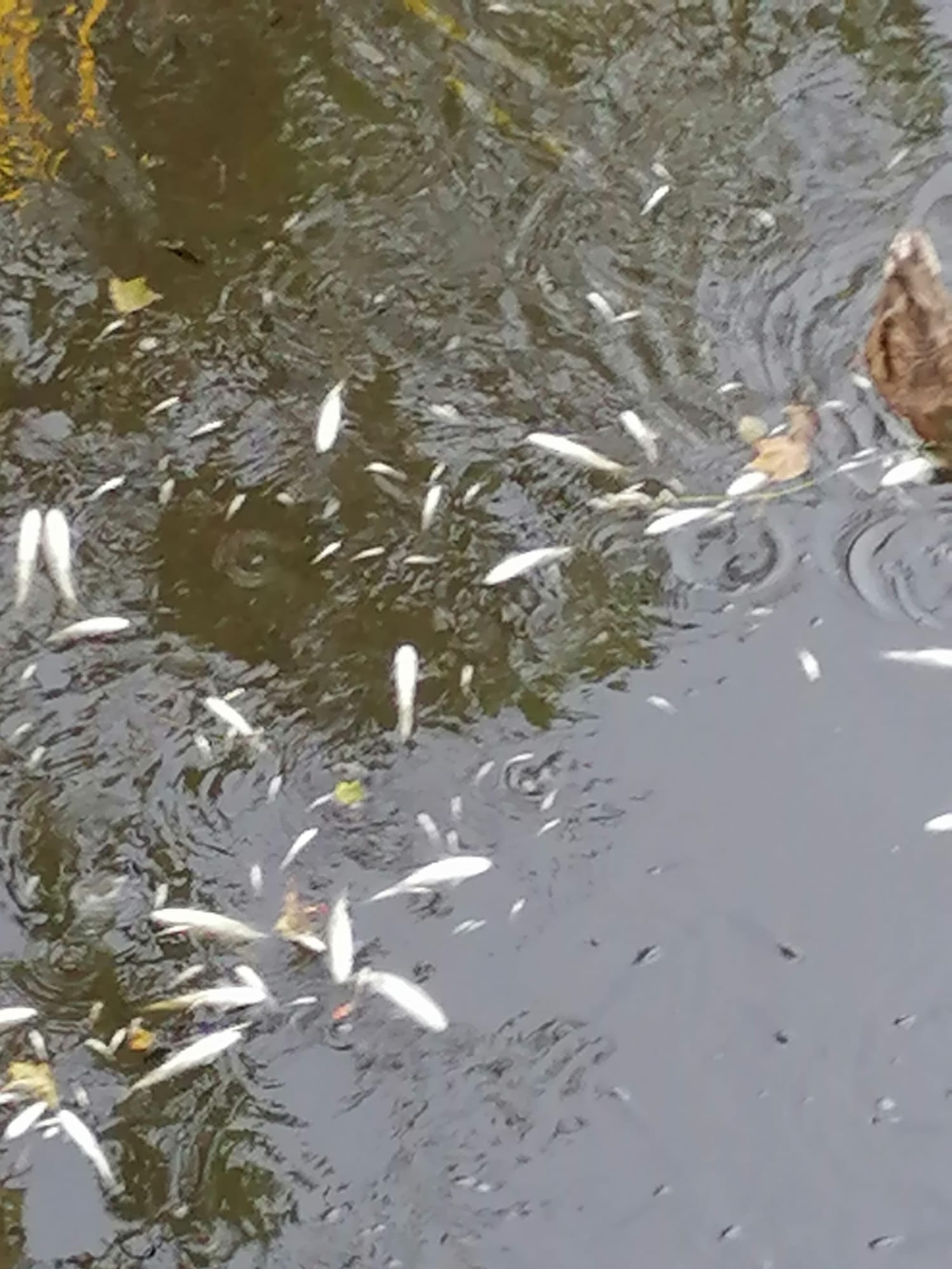 Saronno, siccità e caldo: tornano le carcasse di pesci nel torrente Lura
