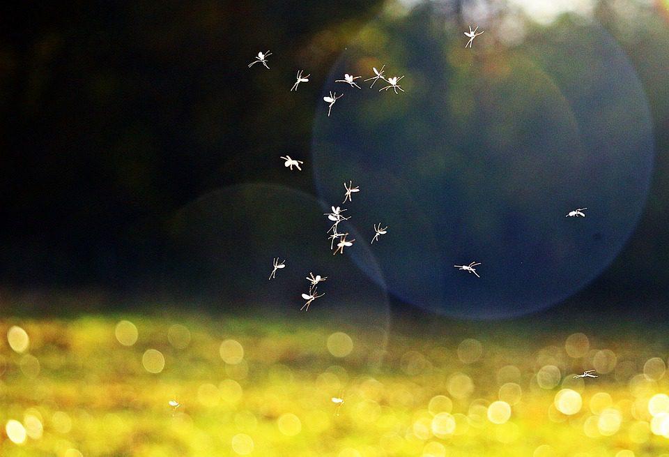 Saronno assaltata dalle zanzare, appello al Comune sui social