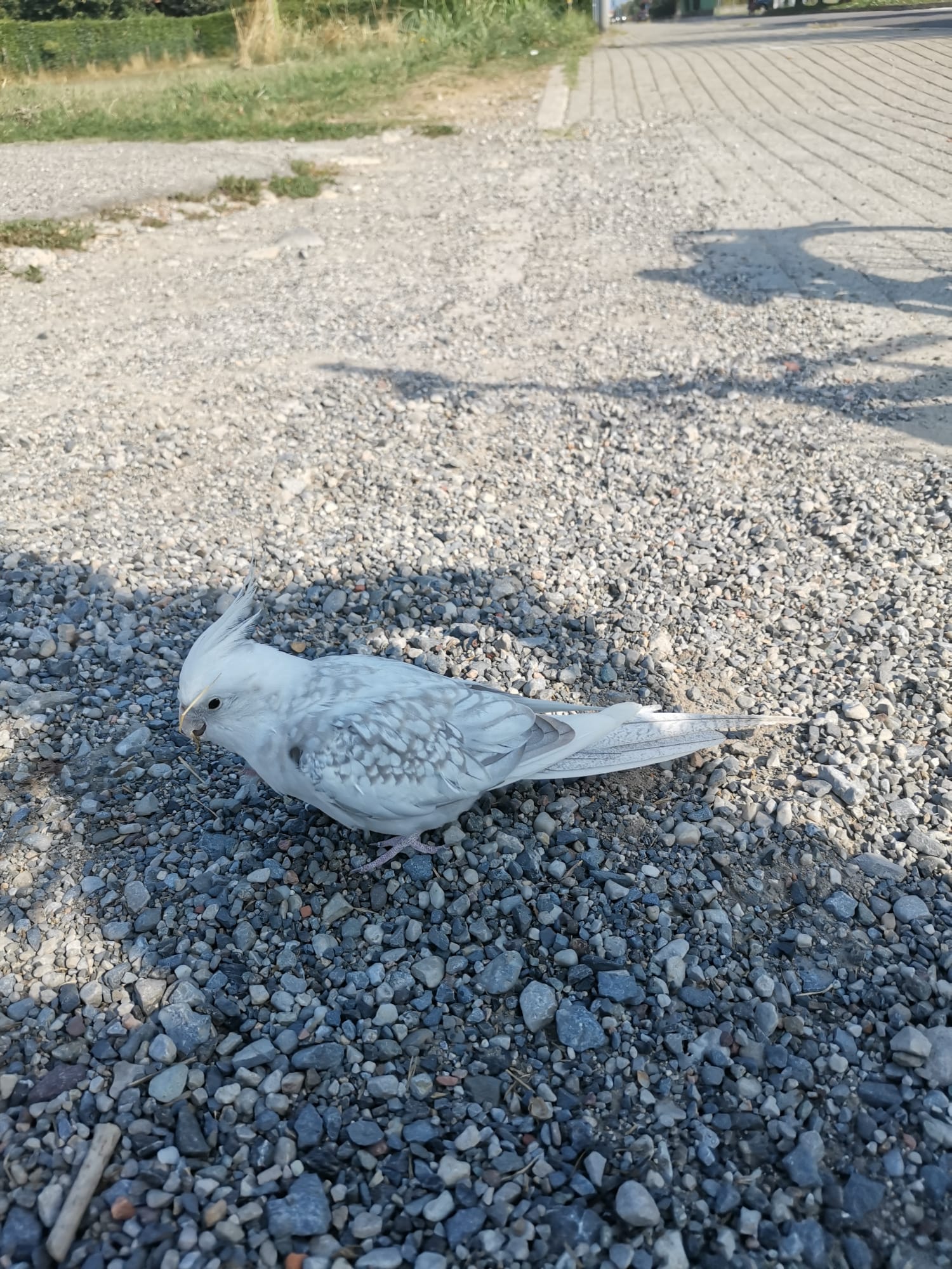 Ceriano Laghetto, in piazza Padania recuperato pappagallo