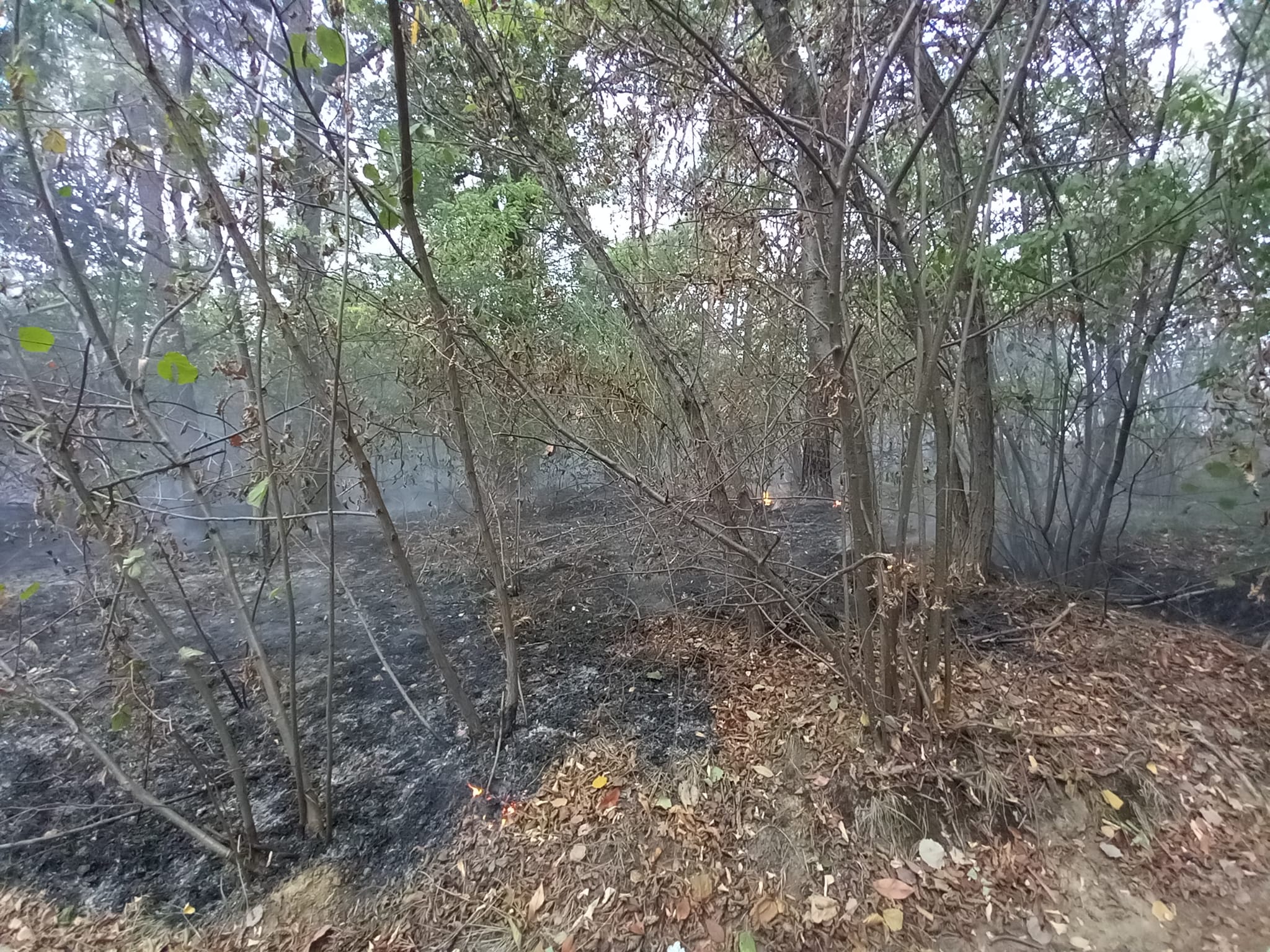 Incendio notturno al Parco Groane: pompieri e protezione civile al lavoro