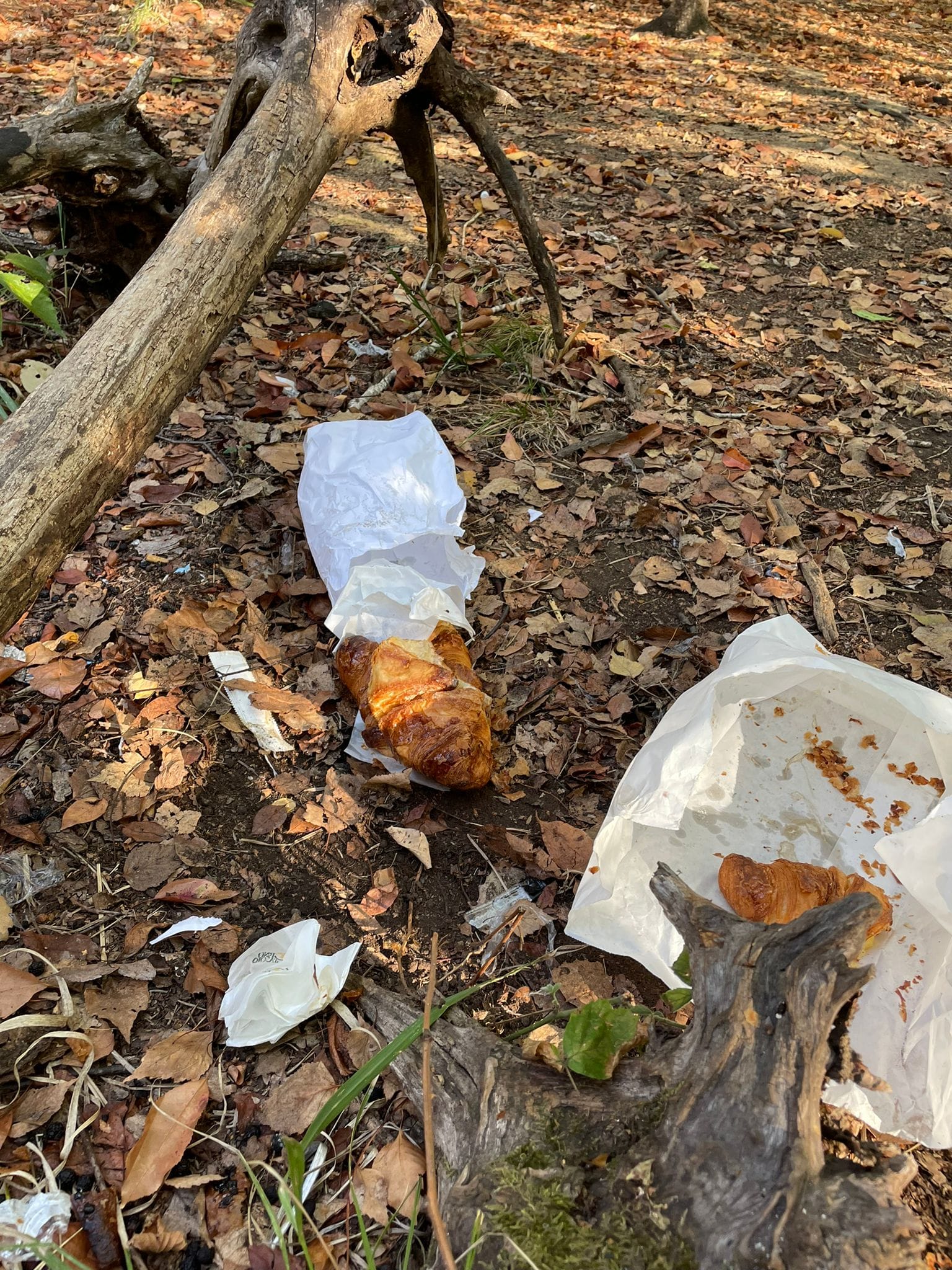 Colazione rovinata agli spacciatori nel bosco, croissant abbandonati